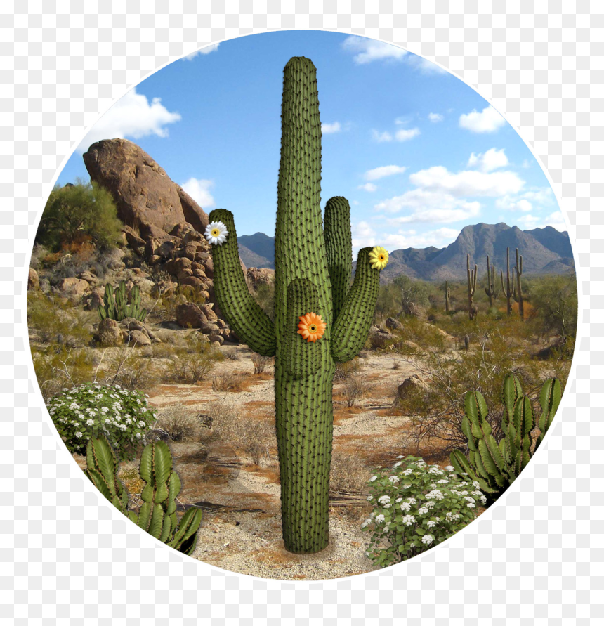 Screen De Cactus, HD Png Download - desert cactus png