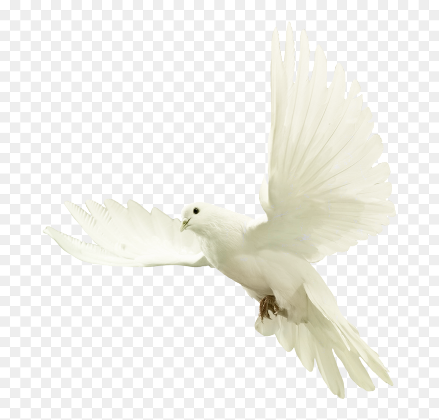 White Dove Png Transparent Background, Png Download - dove png