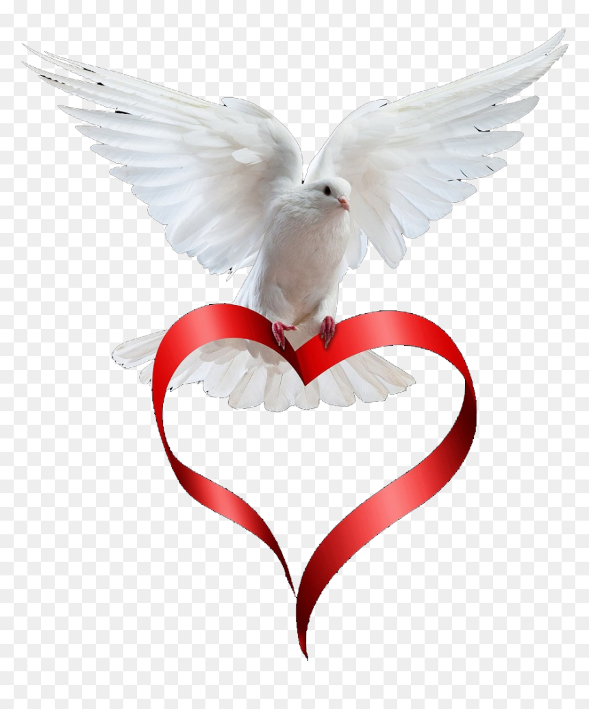 Oiseau De La Paix, HD Png Download - dove png
