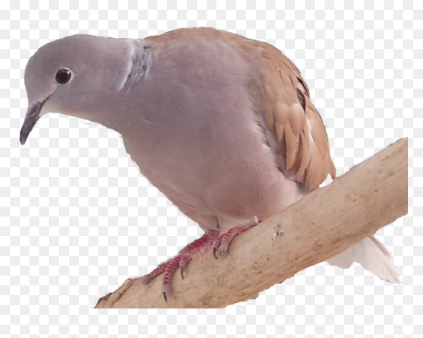 Stock Dove, HD Png Download - dove png