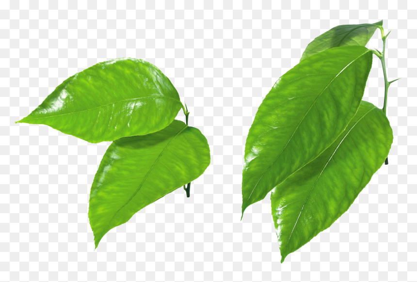 Green Leaf Png, Transparent Png - leaves png