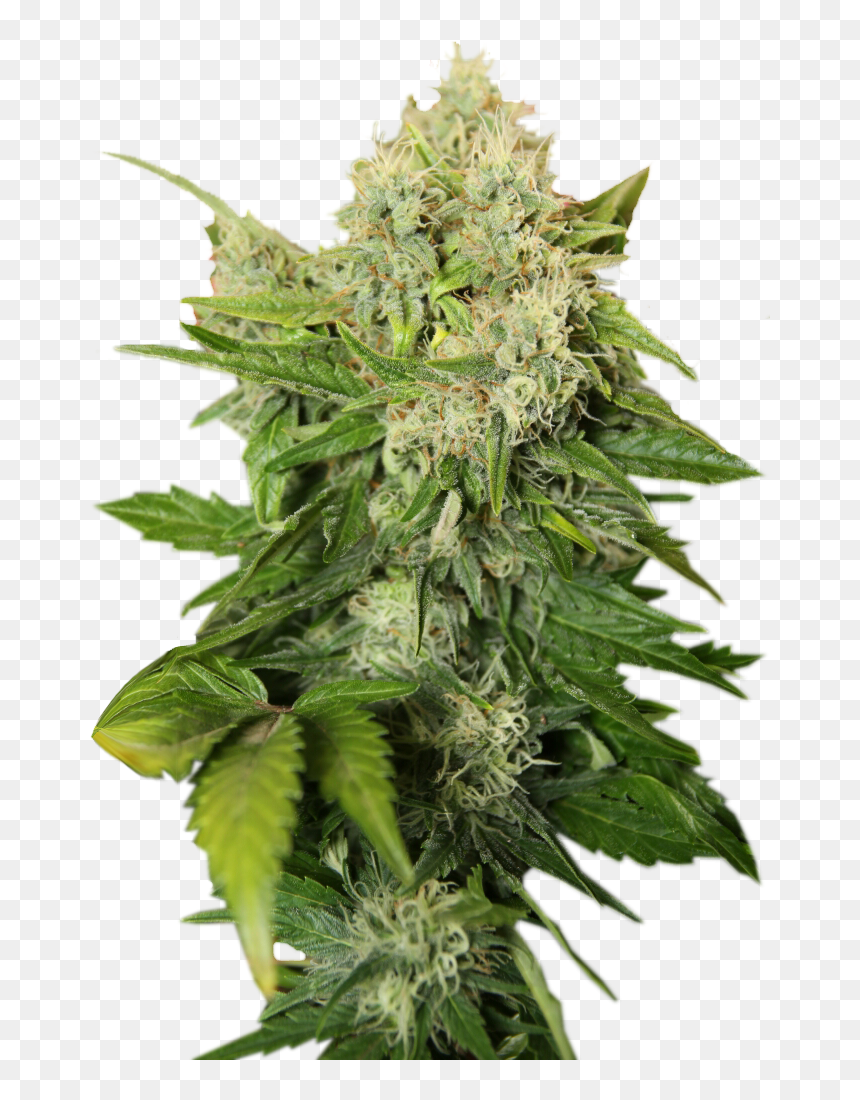 Transparent Background Weed Png, Png Download - weed png