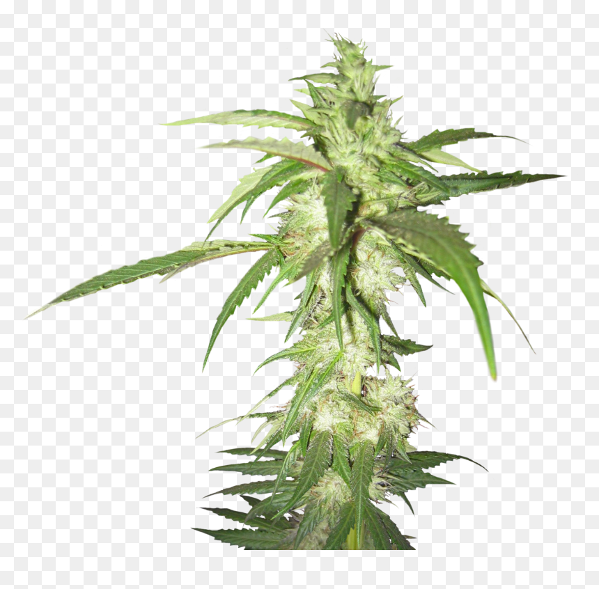 Weed Plant Transparent Background, HD Png Download - weed png