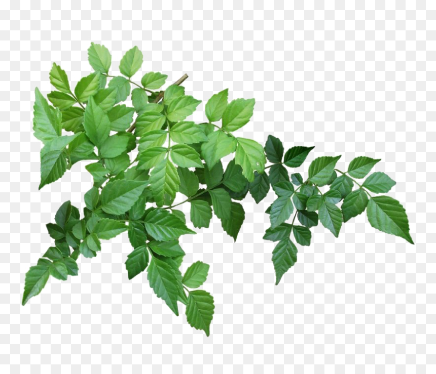 Tree Branch Leaves Png, Transparent Png - leaves png