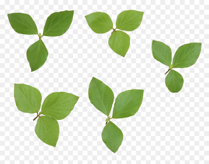 Листья Лимона Пнг, HD Png Download - leaves png