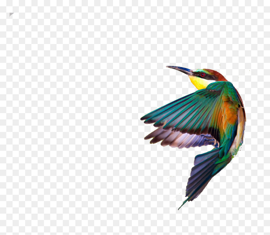 Common Kingfisher, HD Png Download - birds png
