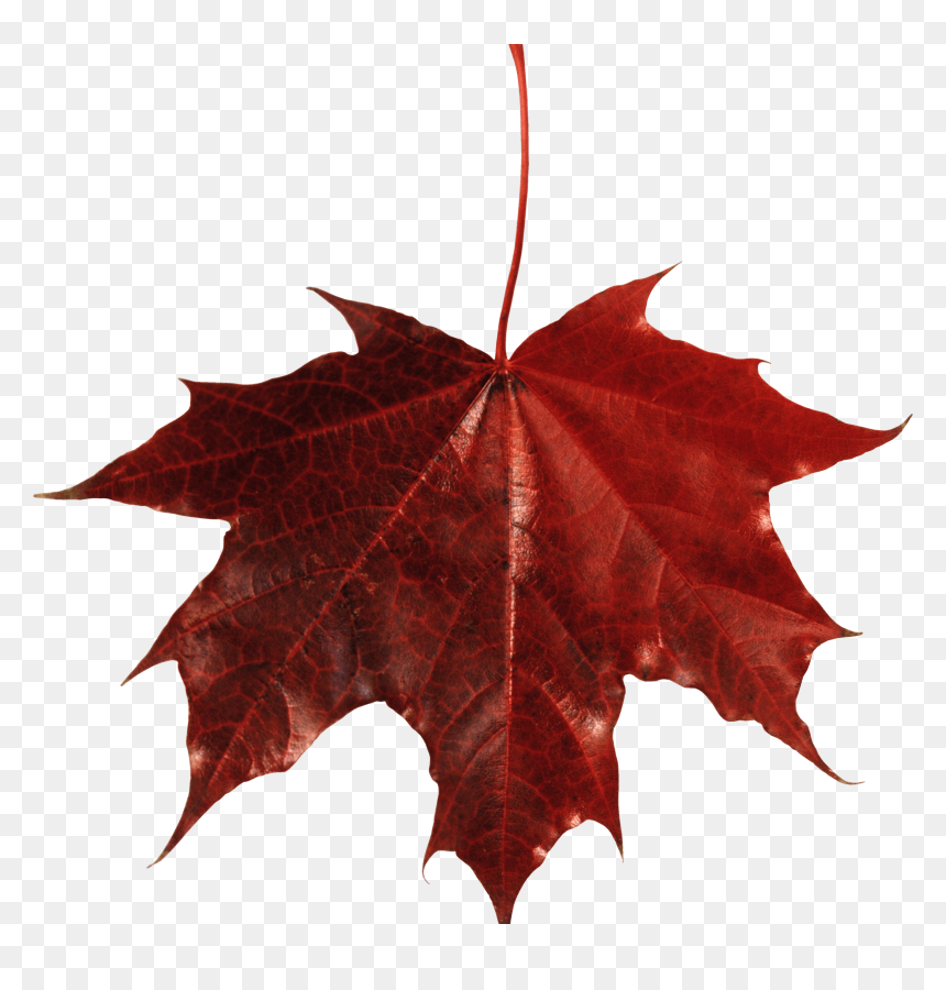 Red Leaf Png, Transparent Png - leaves png