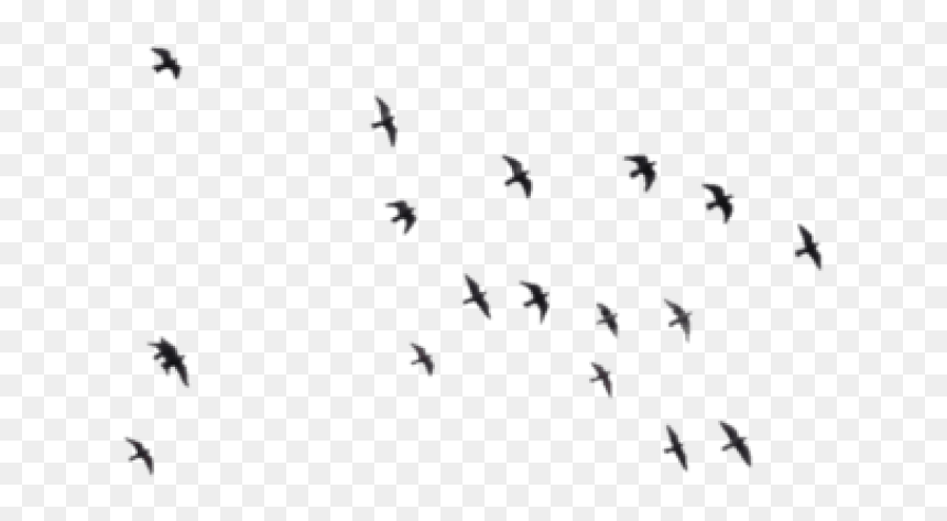 Birds Background Png, Transparent Png - birds png