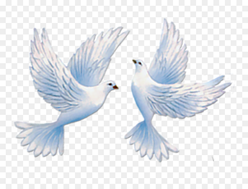 Bo Cau Dam Cuoi, HD Png Download - birds png