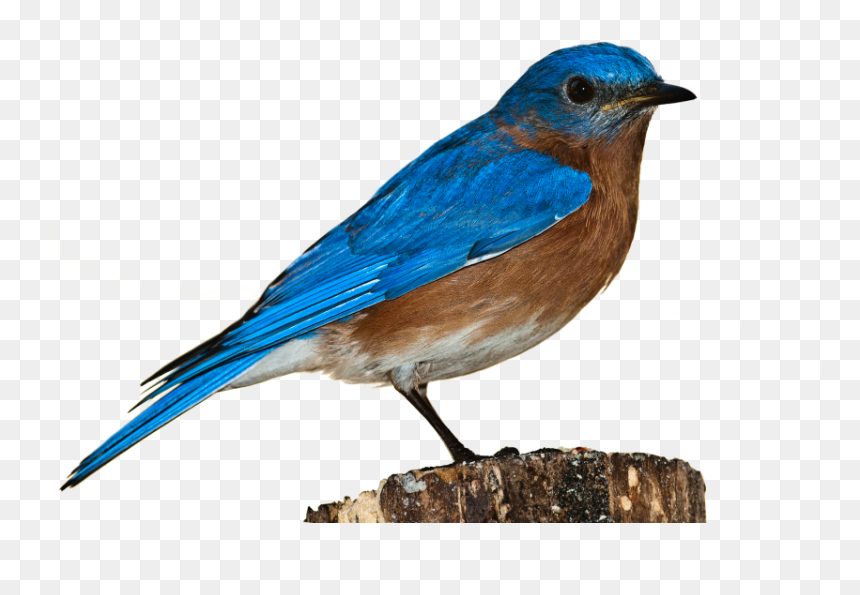 Bird In White Background, HD Png Download - birds png