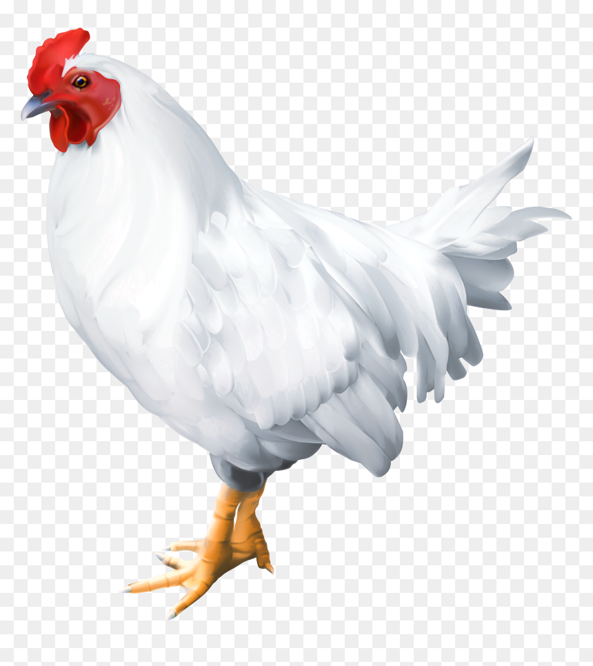 White Rooster, HD Png Download - birds png