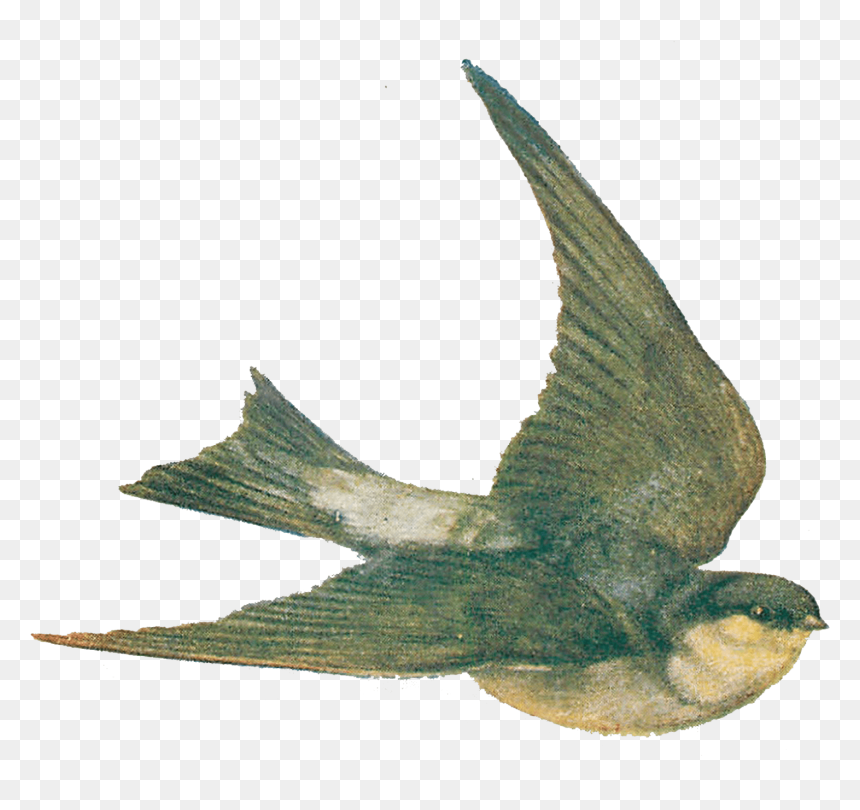 Vintage Bird Illustration Png, Transparent Png - birds png