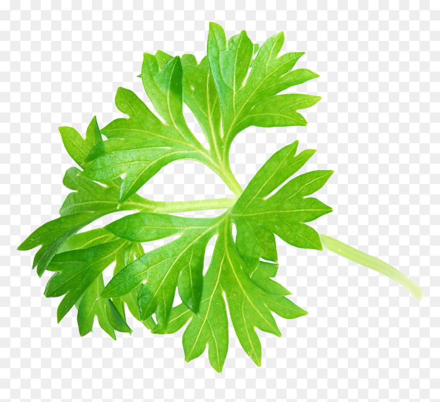 Parsley Png, Transparent Png - leaves png