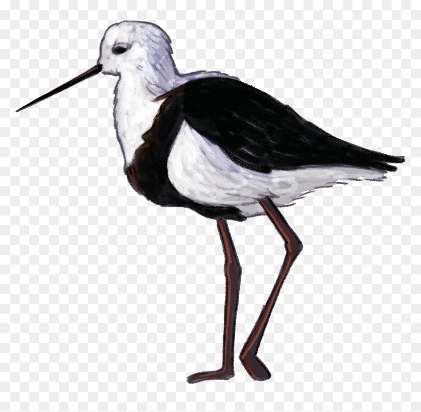 Wetland Bird Png, Transparent Png - birds png