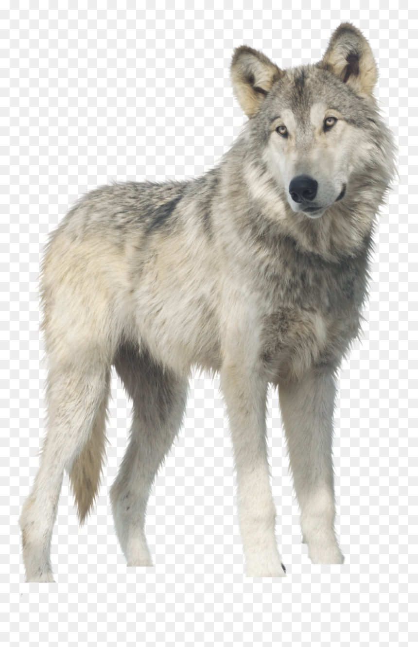 Wolf Png, Transparent Png - wolf png