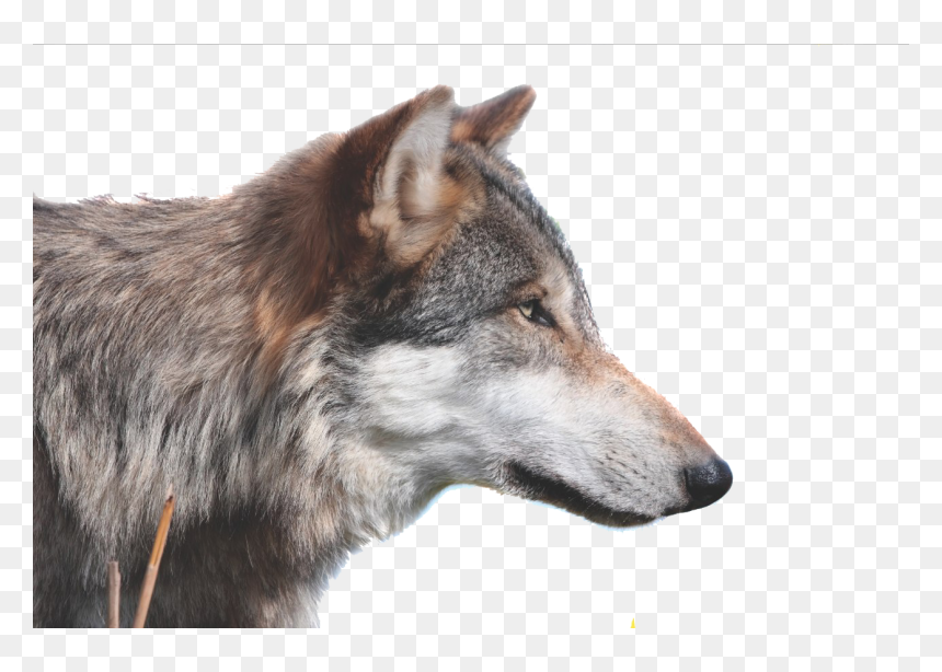 Betsy Ross Flag With Wolves, HD Png Download - wolf png