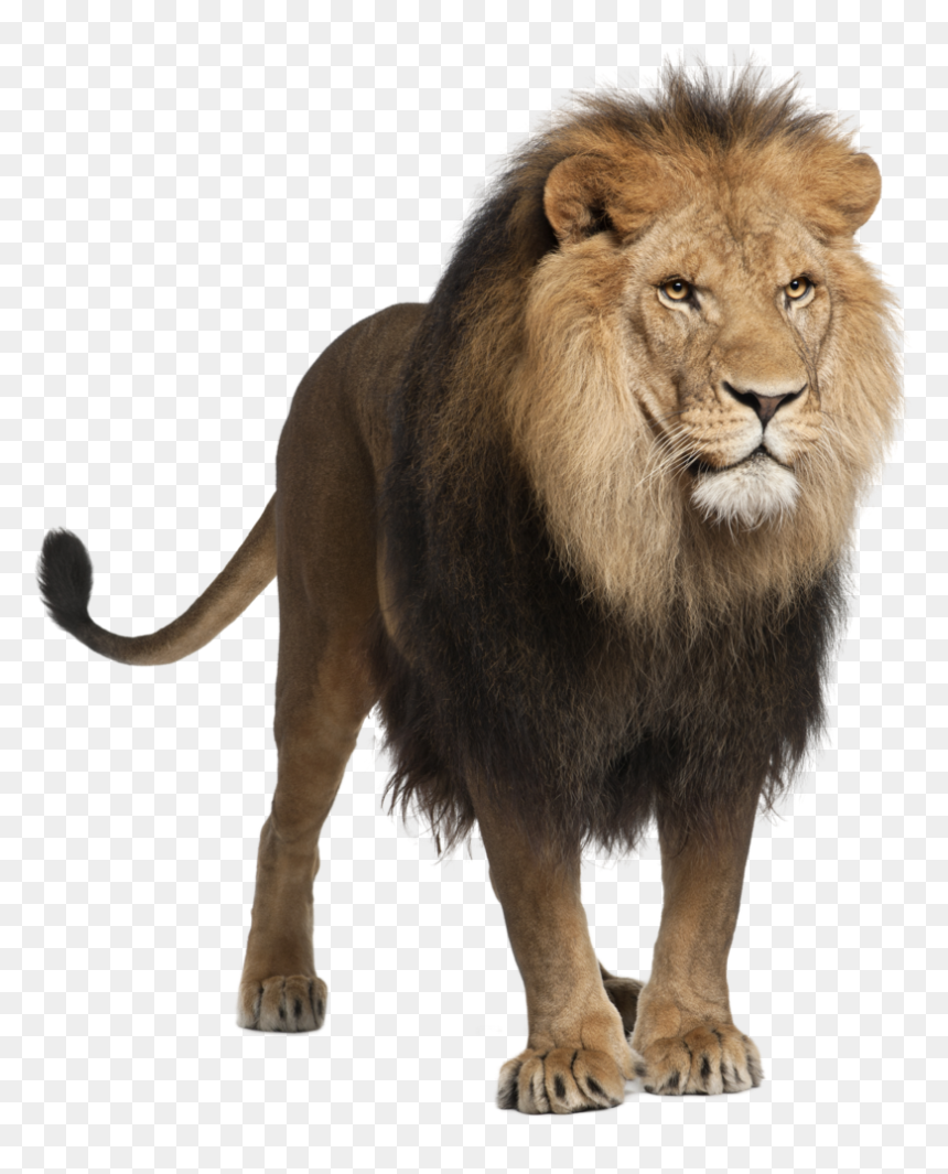 Panthera Leo, HD Png Download - lion png