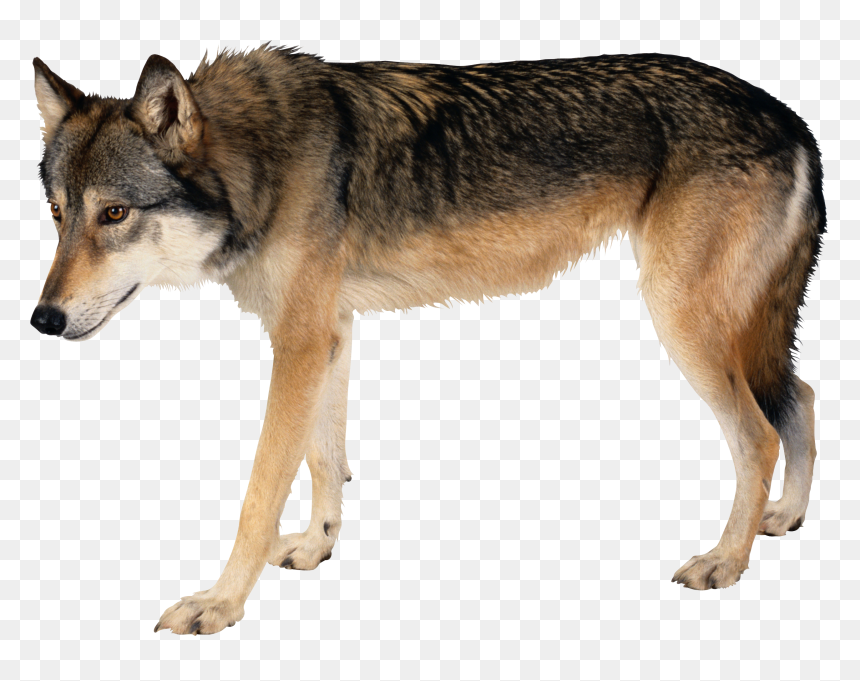 Send You As Sheep Among Wolves, HD Png Download - wolf png