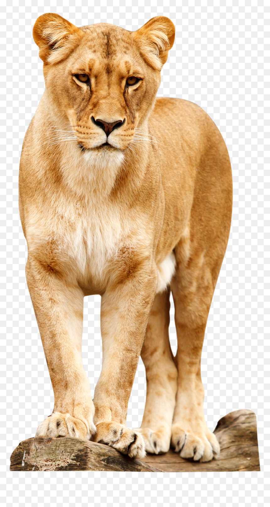 Transparent Background Lion Png, Png Download - lion png