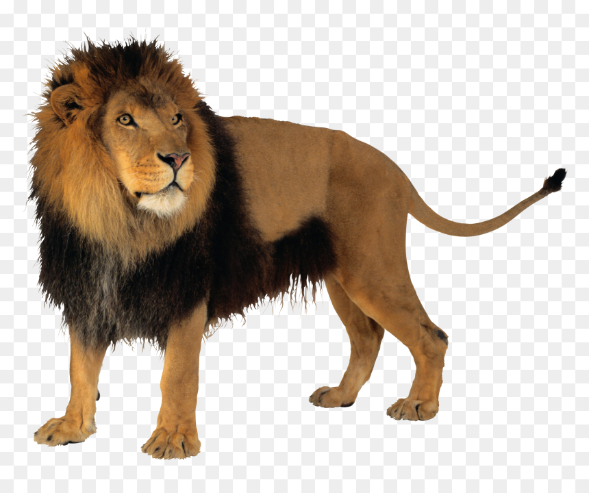 Lion With Transparent Background, HD Png Download - lion png