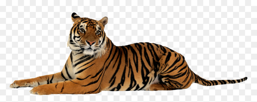Tiger Png, Transparent Png - lion png
