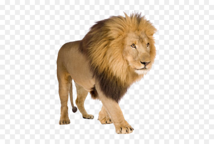 Lion With White Background, HD Png Download - lion png