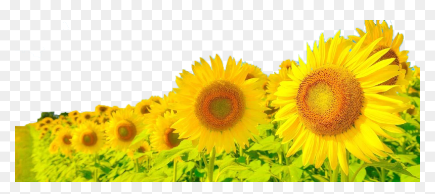 Anime Sunflowers, HD Png Download - sunflower png