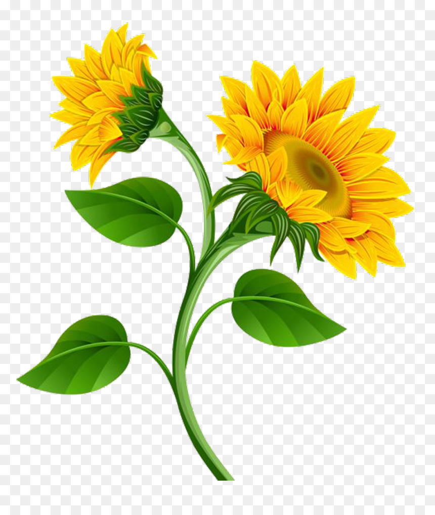 Sunflower Png, Transparent Png - sunflower png
