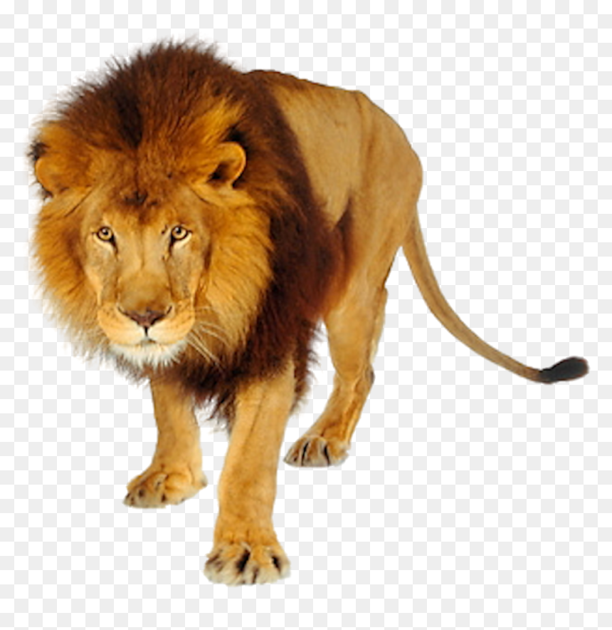 Lions And Tigers Png, Transparent Png - lion png