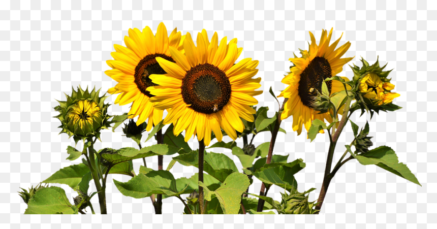 Sunflowers Png, Transparent Png - sunflower png