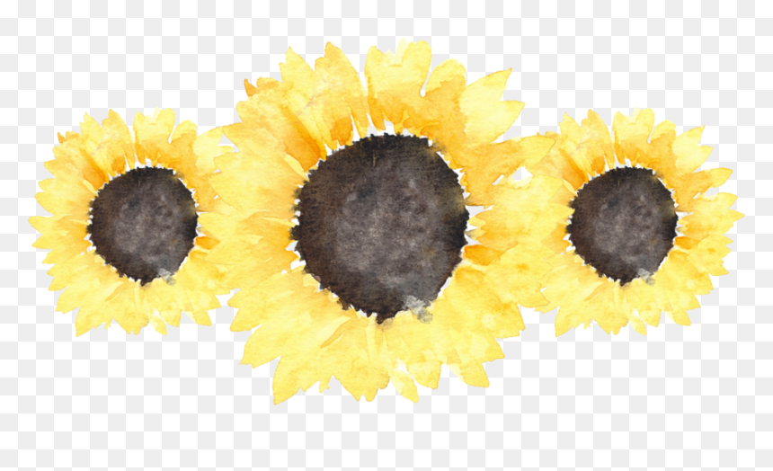 Sunflower Png, Transparent Png - sunflower png