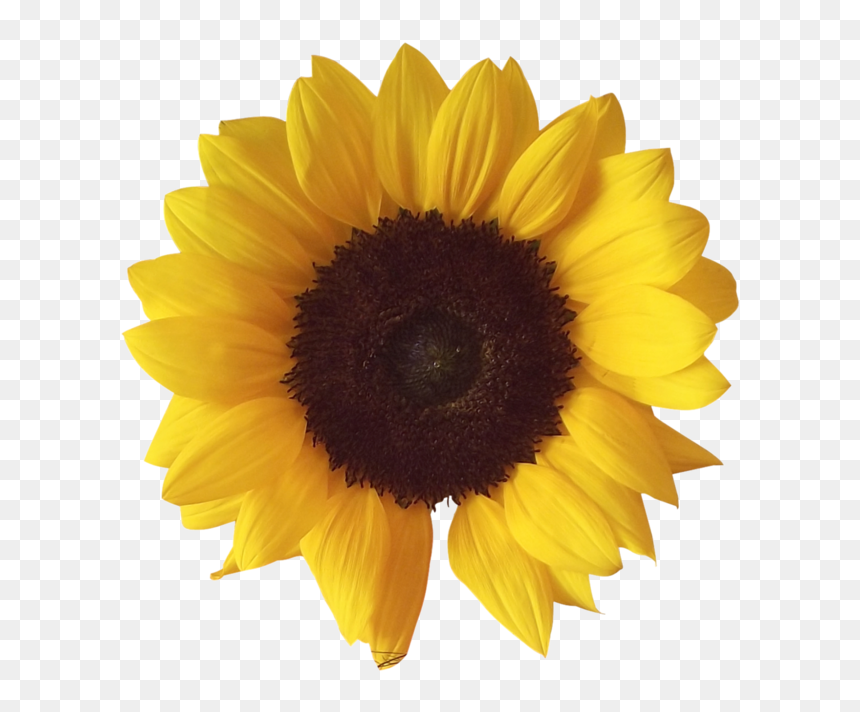 Sunflower Png, Transparent Png - sunflower png