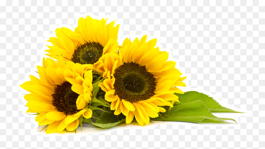 Sunflower Oil Png, Transparent Png - sunflower png