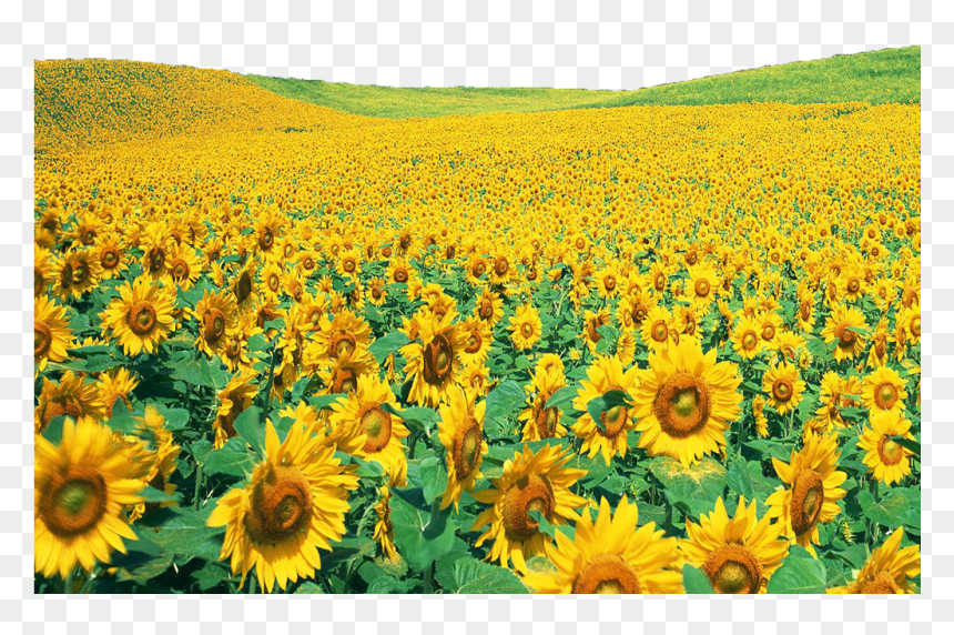 Rose Garden In China, HD Png Download - sunflower png