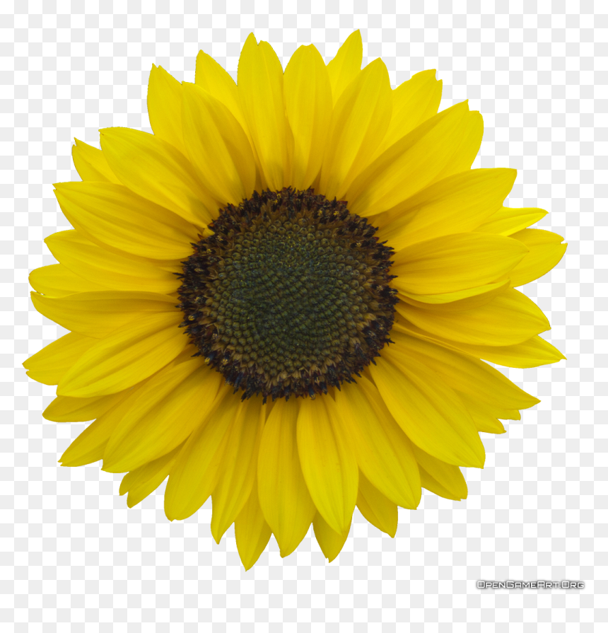 Clear Background Sunflower Transparent Png, Png Download - sunflower png