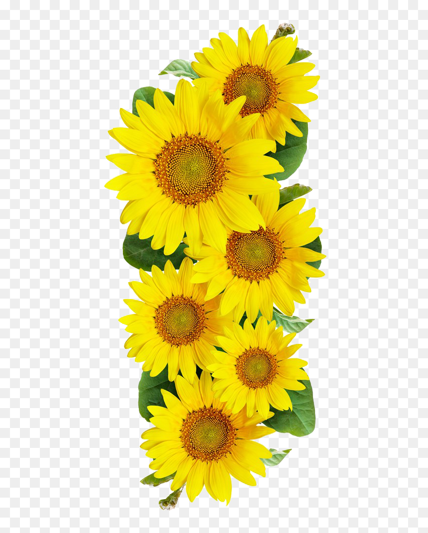 Imagens De Girassol Png, Transparent Png - sunflower png