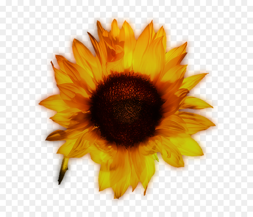 Sunflower, HD Png Download - sunflower png