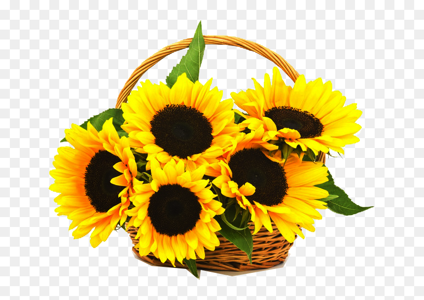 Sunflower Basket, HD Png Download - sunflower png