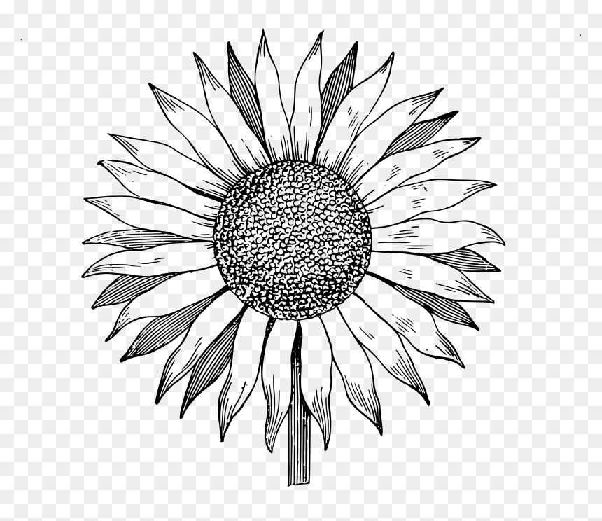 Sunflower Clipart Black And White, HD Png Download - sunflower png