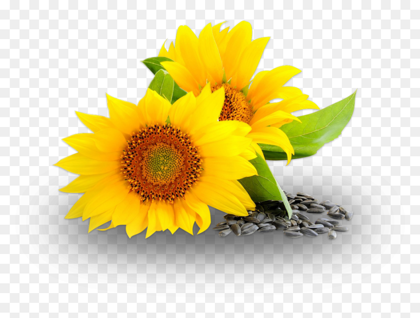Sunflower Oil, HD Png Download - sunflower png