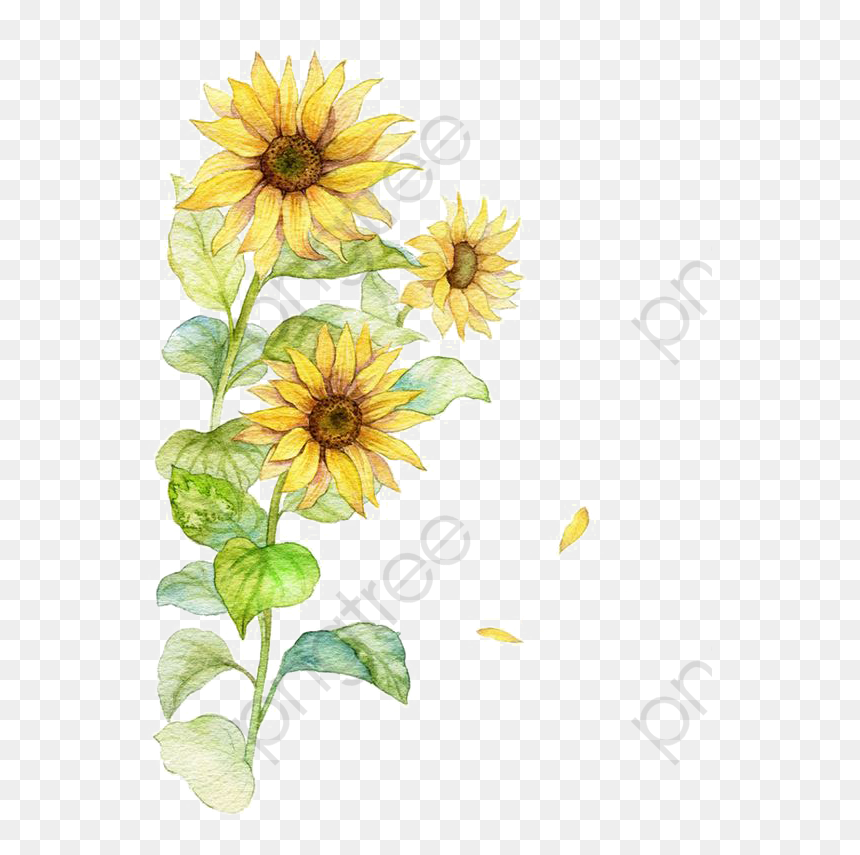 Yellow Water Color Flowers, HD Png Download - sunflower png