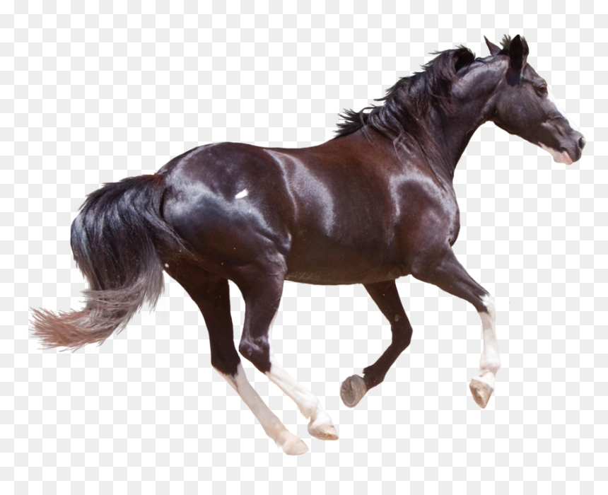 Png Horse Images Hd, Transparent Png - horse png