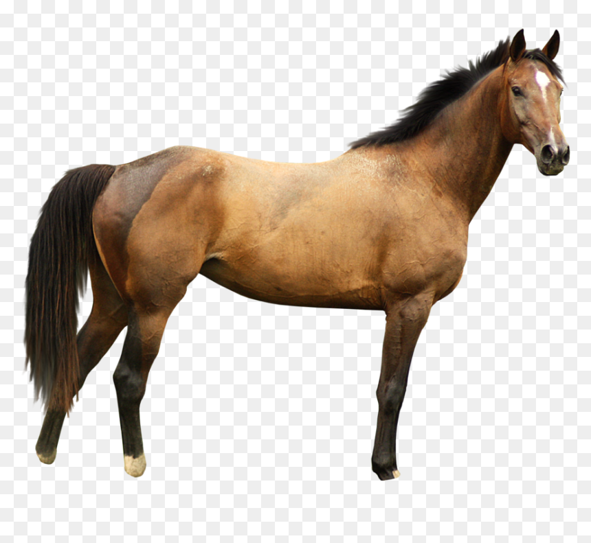Transparent Background Horse Png, Png Download - horse png
