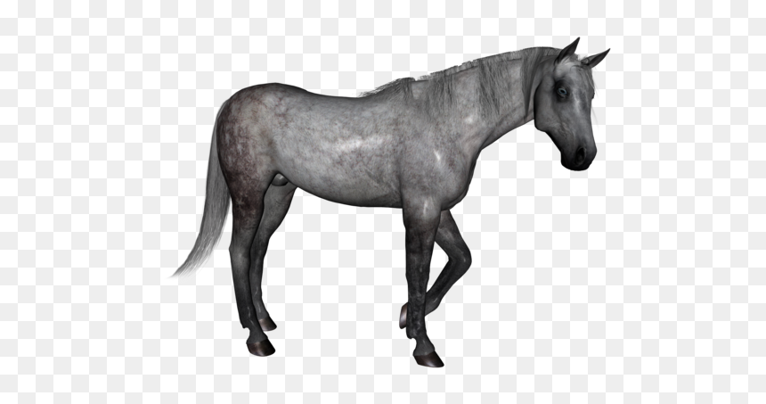 Dapple Grey Horse Transparent Png, Png Download - horse png