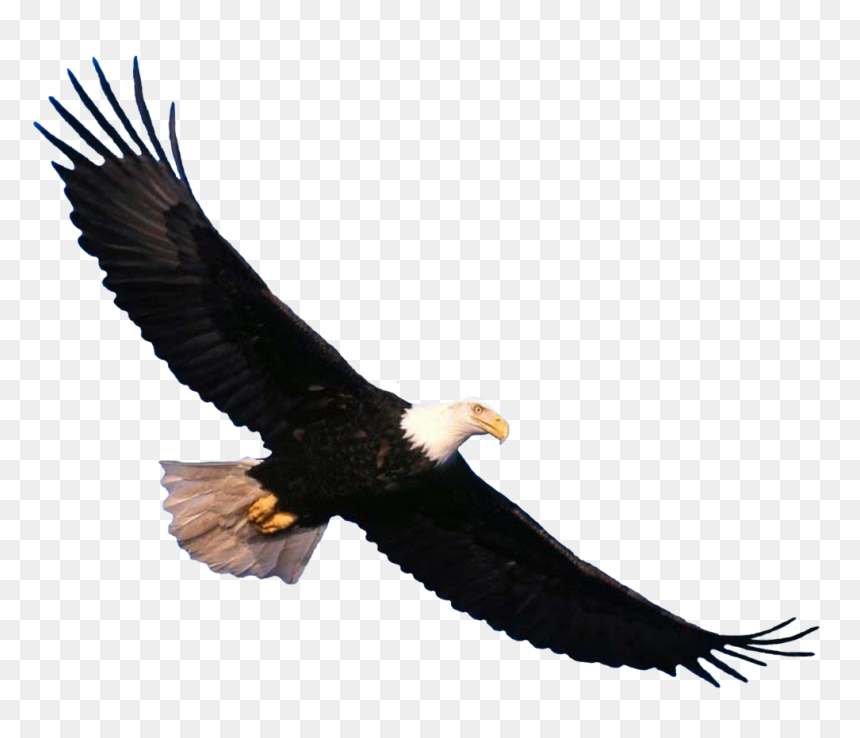 Bald Eagle Flying Png, Transparent Png - eagle png