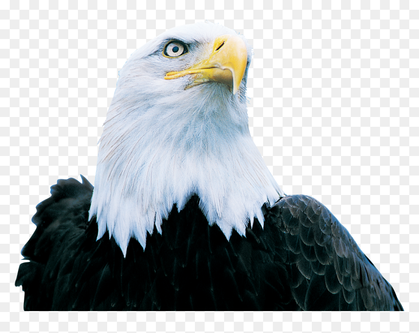 Hinh Nen Dai Bang, HD Png Download - eagle png