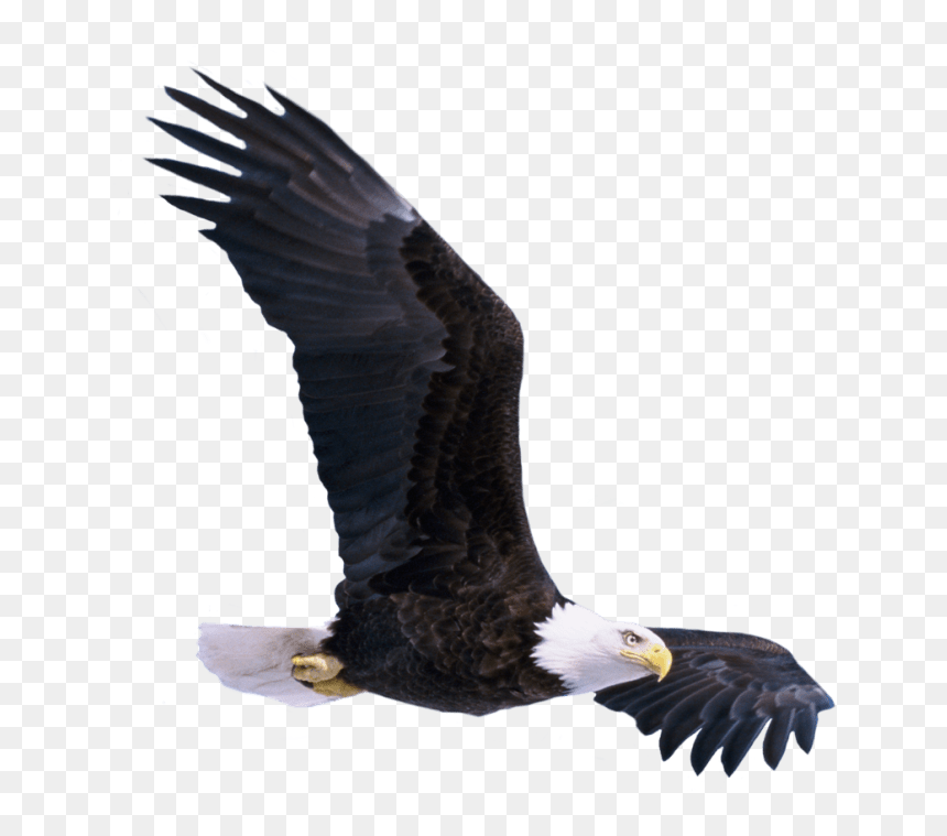 Soar Td Jakes Book, HD Png Download - eagle png