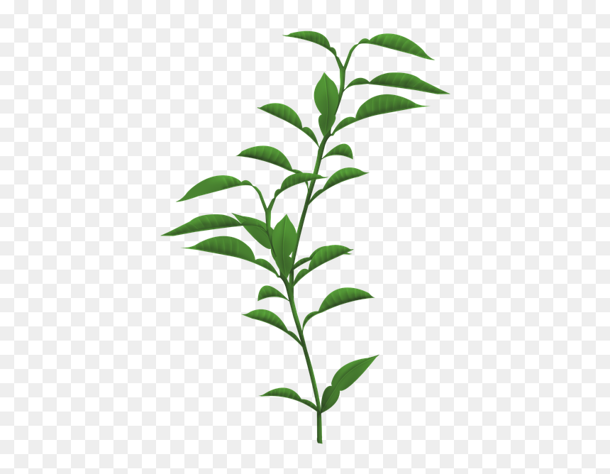 Plants Png Transparent Background, Png Download - plant png