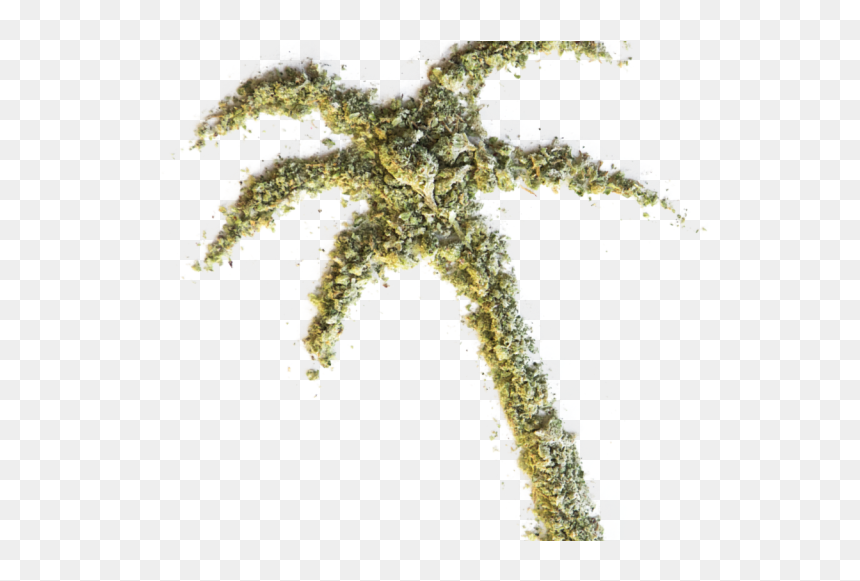 Tree, HD Png Download - blunt png