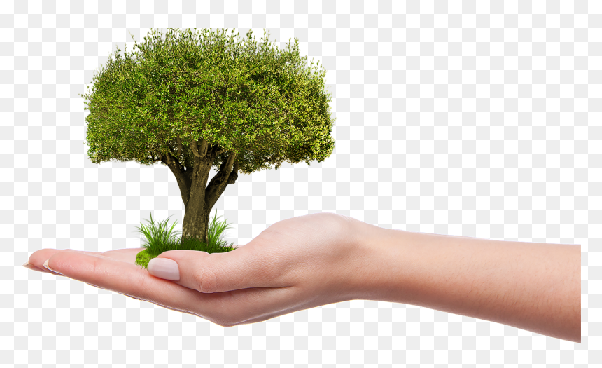 Plant A Tree Png, Transparent Png - plant png